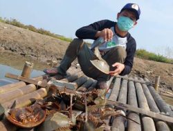 Hewan Langka Ditemukan di Kawasan Pesisir Tangerang