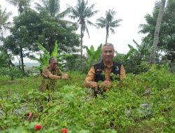 Dukung Program GNPIP, DPKP Kabupaten Tangerang Panen Cabe di Lahan BPP Kaliasin