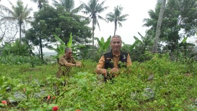 Dukung Program GNPIP, DPKP Kabupaten Tangerang Panen Cabe di Lahan BPP Kaliasin