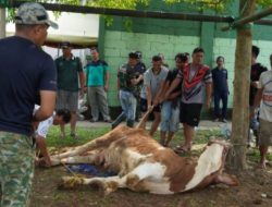 Idul Adha 2024, Kodim 0510/Tigaraksa Potong Puluhan Hewan Kurban