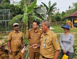 Kabid Ketahanan Pangan DPKP Kabupaten Tangerang Monitoring Demapan di Desa Sodong