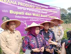 Wakil Bupati Tangerang Serahkan Bantuan Sarana Produksi Kunyit dan Jahe Merah untuk 19 Kelompok Tani