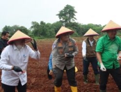 Dorong Penguatan Ketahanan Pangan, Bupati dan Kapolresta Tangerang Tanam Jagung Hibrida