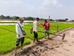 DPKP Kabupaten Tangerang Uji Coba Tanam Padi Sawah Sistem Tabela di Kecamatan Kemiri