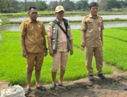 Pemkab Tangerang Perkuat Mitigasi Sektor Pertanian: Pastikan Produksi Padi di Tengah Musim Kemarau